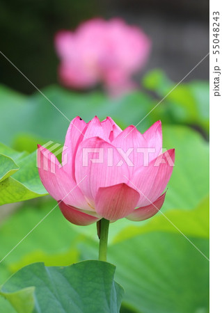 臼杵石仏公園の蓮 臼杵石仏公園の蓮 55048243