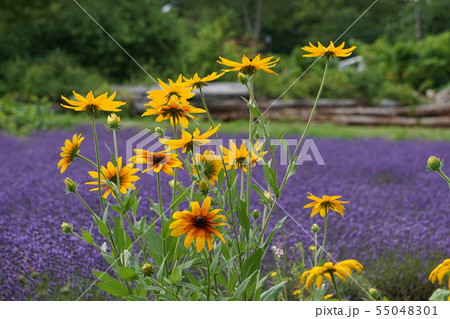 札幌のラベンダー畑 55048301