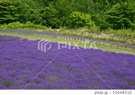 札幌のラベンダー畑 55048310
