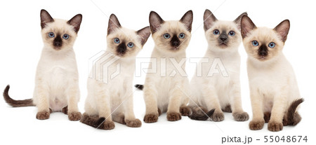 Five small Thai kittens Five small Thai kittens 55048674