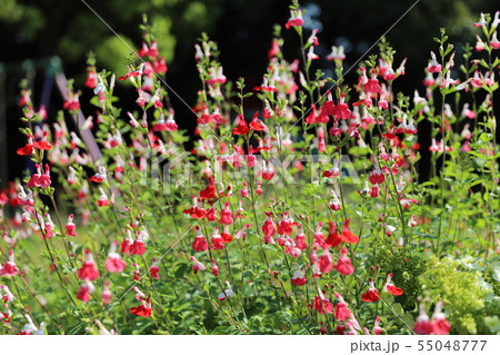 野に咲く花　チェリーセージ 55048777