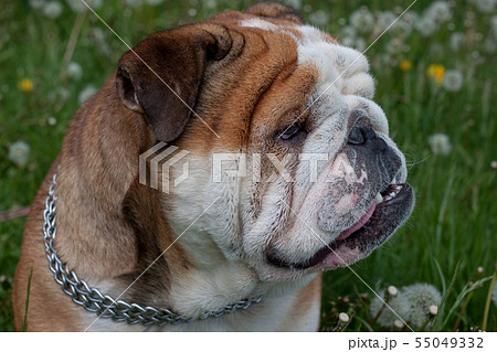 English bulldog is standing on a spring meadow. 55049332