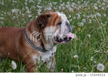 English bulldog is standing on a green meadow. 55049333