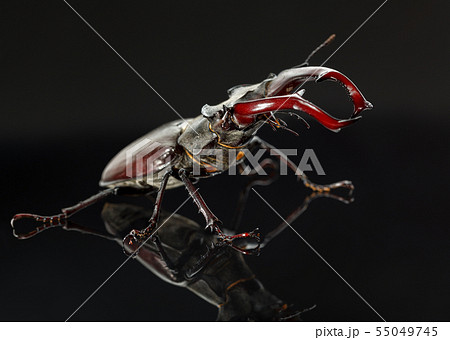 Stage beetle attitude of combat Stage beetle attitude of combat 55049745