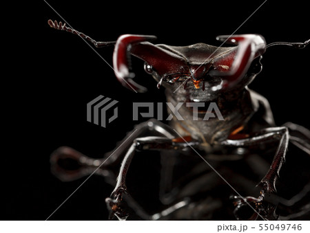 Stage beetle attitude of combat Stage beetle attitude of combat 55049746