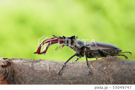 Stage Beetle Stage Beetle 55049747