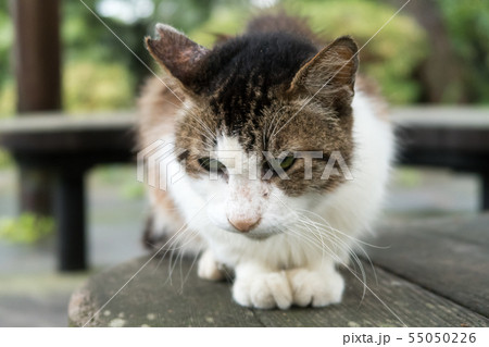 避妊手術を受けた猫 避妊手術を受けた猫 55050226