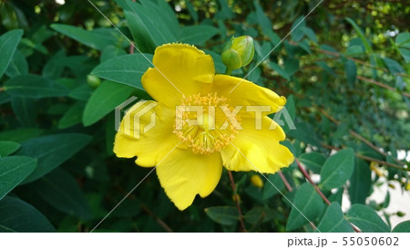 セイヨウキンシバイ 55050602