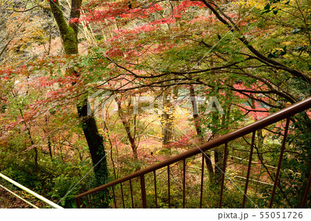 秋の奥多摩 日原川 遊歩道 秋の奥多摩 日原川 遊歩道 55051726