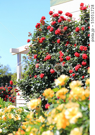 京成バラ園 満開のバラ園 京成バラ園 満開のバラ園 55051728