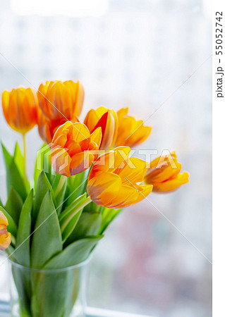 Spring tulips in a vase near the window Spring tulips in a vase near the window 55052742