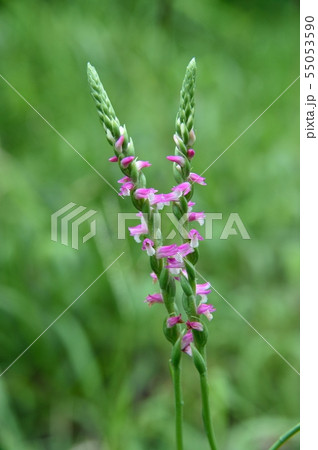 ネジバナ 55053590