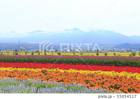 北海道空知郡中富良野町　ファーム富田から見る風景 55054517