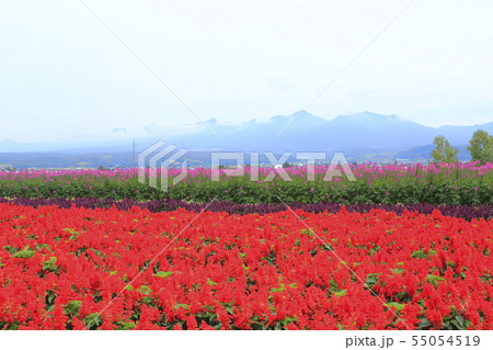 北海道空知郡中富良野町　ファーム富田から見る風景 55054519