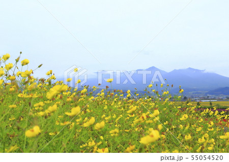 北海道空知郡中富良野町　ファーム富田から見る風景 55054520