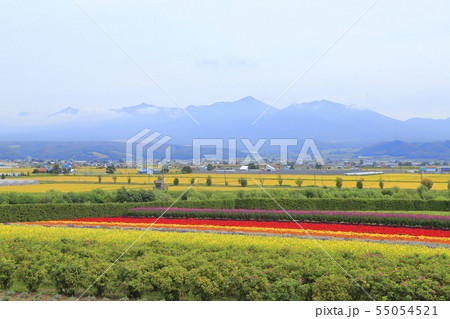 北海道空知郡中富良野町　ファーム富田から見る風景 55054521