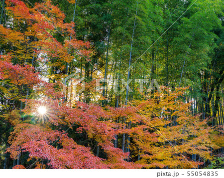 紅葉と竹林と日の出の朝日 奈良県奈良公園 紅葉と竹林と日の出の朝日 奈良県奈良公園 55054835