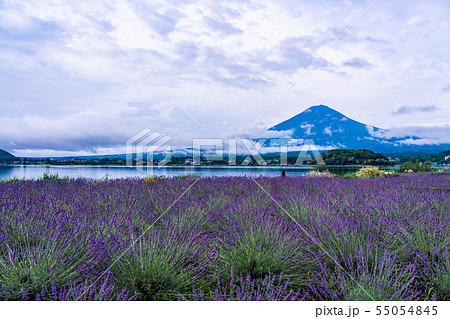 （山梨県）河口湖大石公園のラベンダーと富士山 55054845