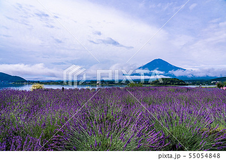 （山梨県）河口湖大石公園のラベンダーと富士山 55054848
