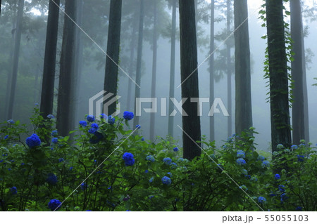 森の紫陽花 森の紫陽花 55055103