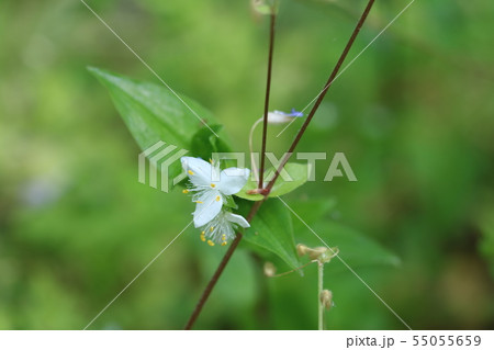 トキワツユクサ(常磐露草) トキワツユクサ(常磐露草) 55055659