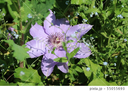 地面に咲く ど根性クレマチス 地面に咲く ど根性クレマチス 55055693
