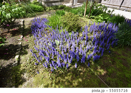 本満寺 十二単(アジュガ) 本満寺 十二単(アジュガ) 55055716
