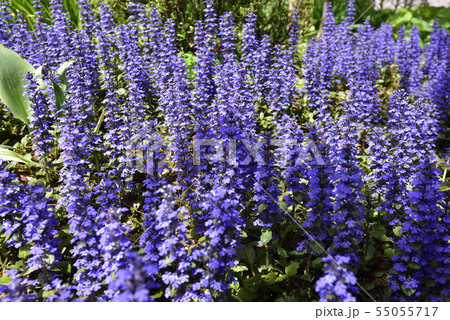 本満寺　十二単（アジュガ） 55055717