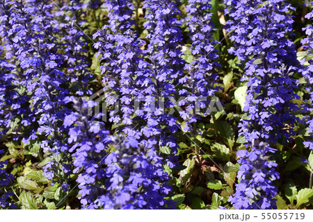 本満寺　十二単（アジュガ） 55055719