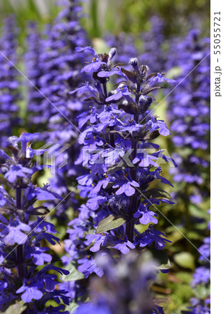 本満寺　十二単（アジュガ） 55055721