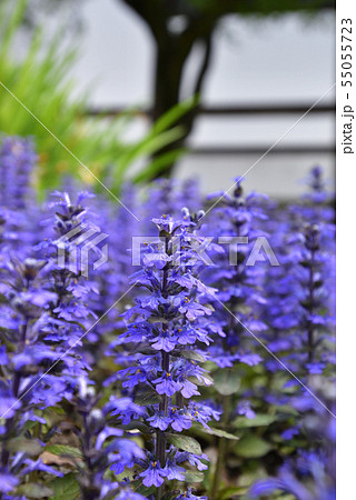 本満寺 十二単(アジュガ) 本満寺 十二単(アジュガ) 55055723