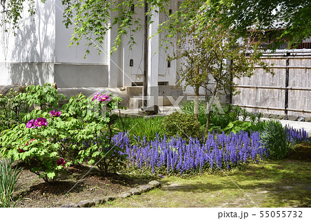 本満寺　十二単（アジュガ） 55055732