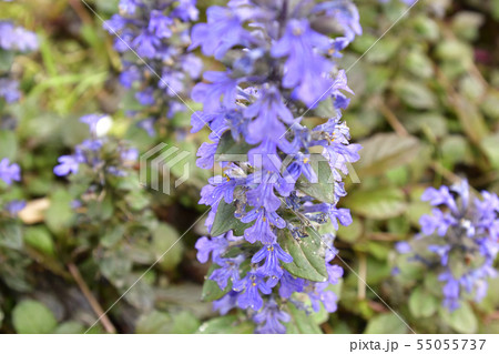 本満寺　十二単（アジュガ） 55055737