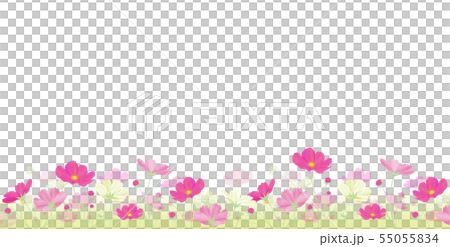 Colorful cosmos field Autumn cherry blossoms 55055834