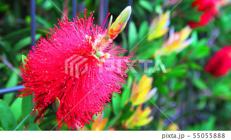 ブラシノキの花 ブラシノキの花 55055888
