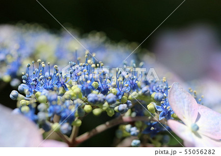 ガクアジサイ（額紫陽花）の真花 55056282