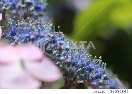 ガクアジサイ 額紫陽花 の真花の写真素材