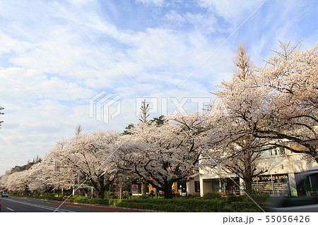 早朝の国立市さくら通りの桜並木 早朝の国立市さくら通りの桜並木 55056426