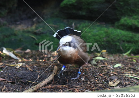 餌を食べる鳥 餌を食べる鳥 55056552