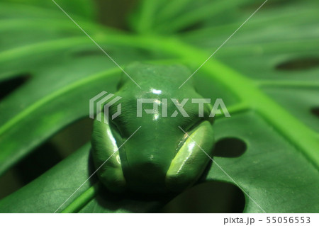 カエルの背中 カエルの背中 55056553