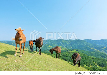 宮崎県　青空の都井岬　野生馬たち 55056787