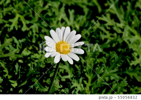三鷹中原に咲く白いマーガレット 55056832