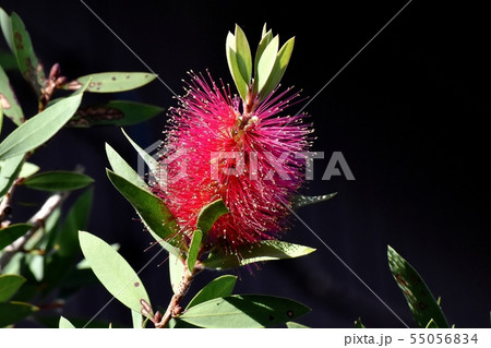 三鷹中原に咲く赤いブラシの木の花 三鷹中原に咲く赤いブラシの木の花 55056834