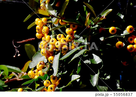 三鷹中原になる黄色いピラカンサ（タチバナモドキ） 55056837