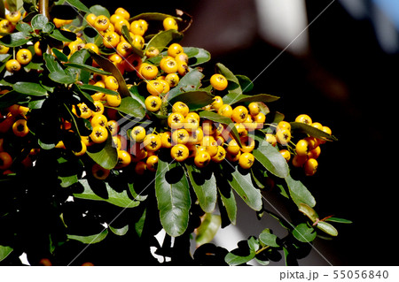 三鷹中原になる黄色いピラカンサ(タチバナモドキ) 三鷹中原になる黄色いピラカンサ(タチバナモドキ) 55056840