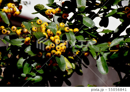 三鷹中原になる黄色いピラカンサ（タチバナモドキ） 55056841