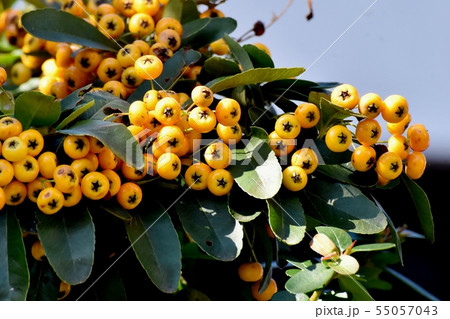 三鷹中原になる黄色いピラカンサ（タチバナモドキ） 55057043