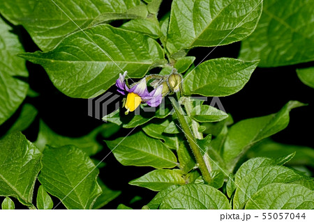 三鷹中原に咲く薄紫色のジャガイモの花 55057044