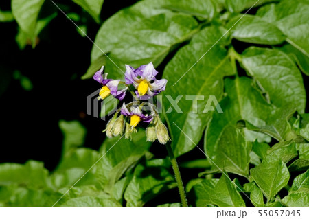 三鷹中原に咲く薄紫色のジャガイモの花 55057045