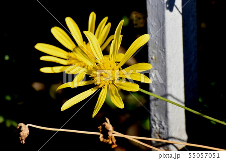 三鷹中原に咲く黄色いマーガレットコスモス 55057051